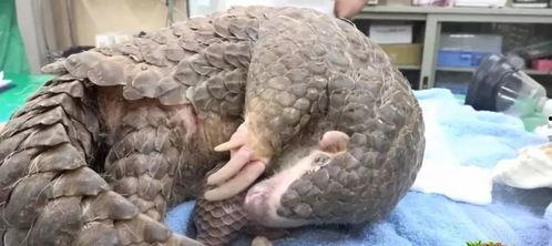 穿山甲 视频