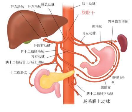 腹部解剖视频,深入解析人体核心区域